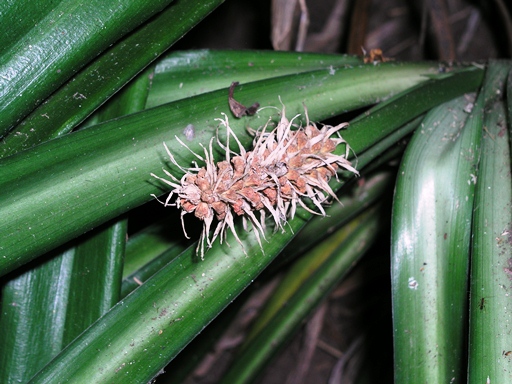 บัวซ้อน Rohdea siamensis (Yamashita & M.N.Tamura) Yamashita & M.N.Tamura<br/>ASPARAGACEAE